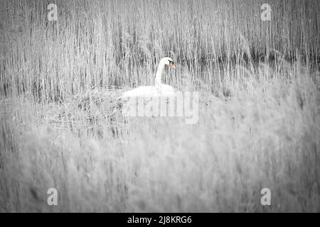 Stummen Schwan in schwarz und weiß, brüten auf einem Nest im Schilf auf dem Darrs bei Zingst. Wilde Tiere in freier Wildbahn. Elegante Vögel Stockfoto