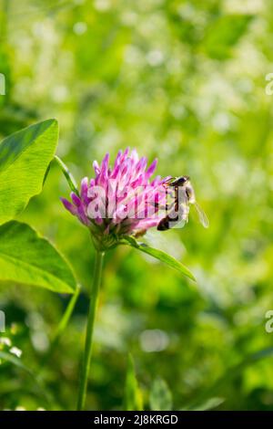 Biene auf Klee Stockfoto