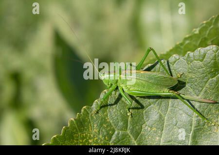 Das Insekt wurde in die grüne Farbe der Blätter der Pflanze maskiert Stockfoto