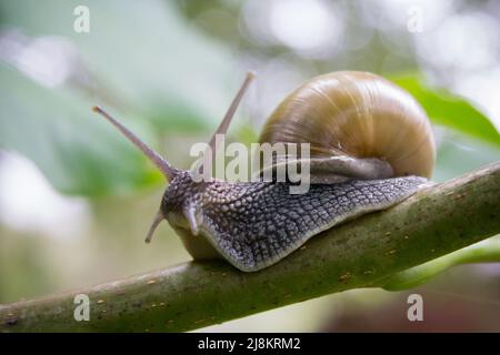 Auf der Baumschnecke Stockfoto