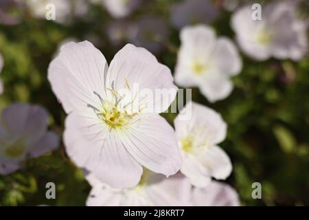 Blassrosa Blume von Oenothera stammlosen Nahaufnahme. Stockfoto