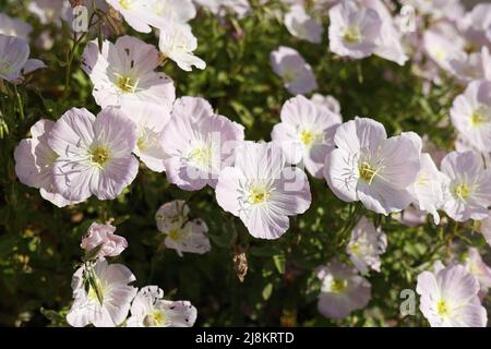 Sommerzeit. Blassrosa Blüten von Oenothera stammlosen Nahaufnahme. Draufsicht. Stockfoto