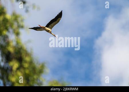 Ein fliegender Storch vor einem Baum und blauem Himmel Stockfoto