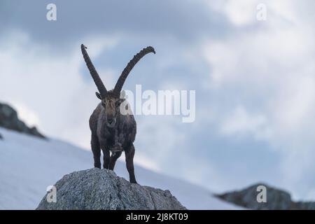 Nahaufnahme eines Steinbockes in den Bergen der Schweizer Alpen. Stockfoto