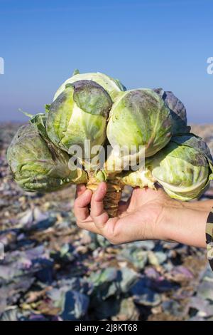 Während der Ernte Kohlbauer hält einen Kohlhybrid mit klein Stockfoto