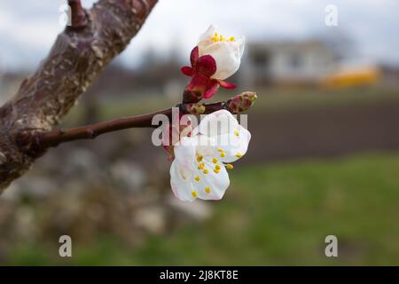 Apricot blossom Stockfoto