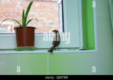 Sperling auf dem Fenster Stockfoto