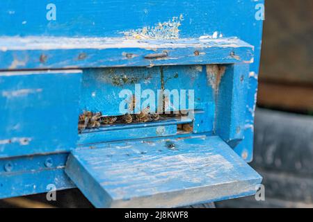 Selektive Fokusaufnahme von Bienen, die vor dem blauen Bienenstock stehen. Stockfoto