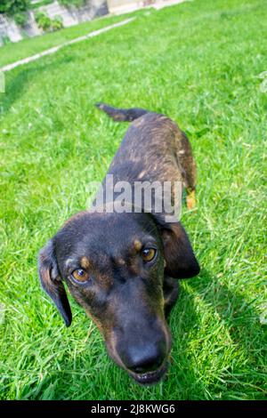 Foto von oben Hund Stockfoto