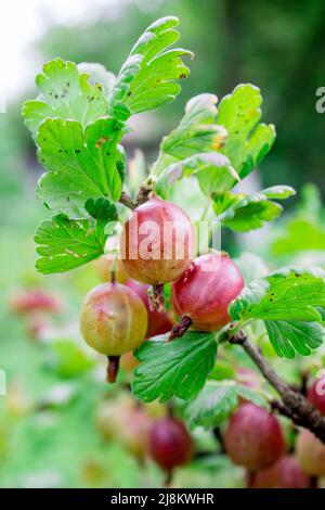 Stachelbeere voll reif Stockfoto