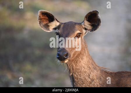 Sambar-Hirschweibchen, Jim Corbett-Nationalpark, Wildtiere bhopal, Indien Stockfoto