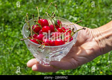 Kirschen an den Händen Stockfoto