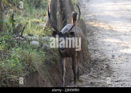 Männliche Sambar-Hirsche, Jim Corbett-Nationalpark, Wildtiere bhopal, Indien Stockfoto