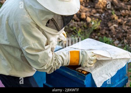 Eine selektive Fokusaufnahme aus einem Rahmen, der Bienenzucht und Bienenfütterung beschreibt. Stockfoto