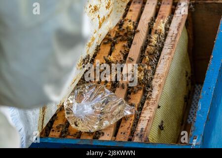 Selektive Fokusaufnahme von Honiglatten und Bienen in einem Bienenstock. Stockfoto