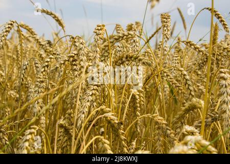 Viele Weizenspieß, reifer Weizen auf dem Feld Stockfoto