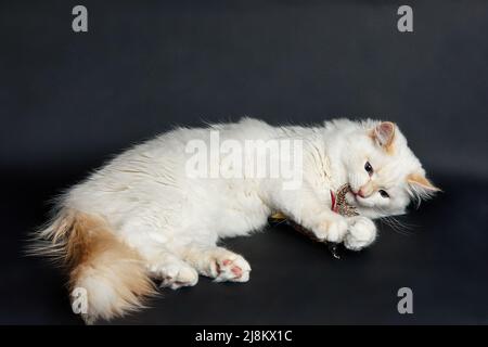 Weißes Kätzchen mit blauen Augen sitzt auf einem dunklen Hintergrund Stockfoto