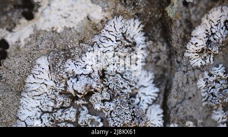 Blass-cyanfarbene Blütenblätter-ähnliche Blattschleiche auf Felsen, die jüngsten Regenfälle haben den vegetativen Körper, den natürlichen Makro-Hintergrund, wiederbelebt Stockfoto