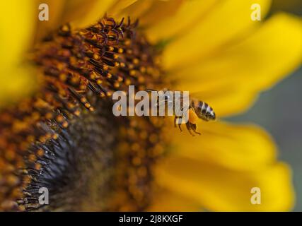 Nahaufnahme einer gelben Sonnenblume hellanthus annuus mit Honigbiene apis im Flug sammeln Pollen Stockfoto