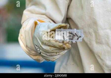 Selektive Fokusaufnahme der Bienenkönigin und ihrer Assistenten, die in einer speziellen Box stehen und den Prozess des Ersetzens von Königin oder Schwarm beschreiben. Stockfoto