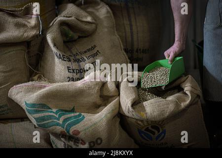 Männliche Hände nehmen einen Messlöffel grüne, nicht geröstete Kaffeebohnen in einen Sackleinen Stockfoto