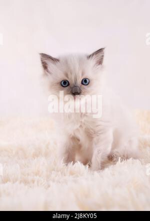 Kleines Ragdoll-Kätzchen mit blauen Augen auf beigefarbenem Hintergrund. Hochwertige Fotos für Karten und Kalender Stockfoto