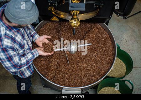 Mann mit gerösteten Kaffeebohnen, Mann mit der Hand mit Kaffeebohnen aus dem Röster Stockfoto