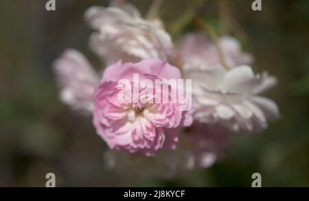 Blühende altmodische rosa Klettern Kohl Rose Makro floralen Hintergrund Stockfoto
