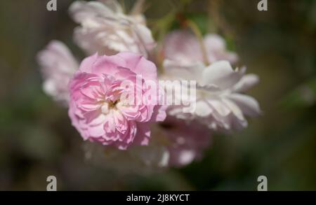 Blühende altmodische rosa Klettern Kohl Rose Makro floralen Hintergrund Stockfoto