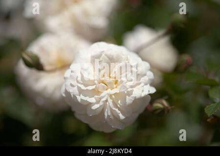 Blühende altmodische rosa Klettern Kohl Rose Makro floralen Hintergrund Stockfoto