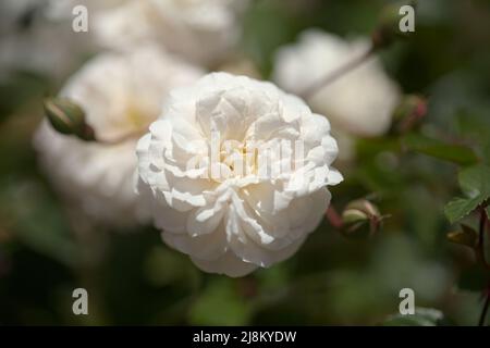 Blühende altmodische rosa Klettern Kohl Rose Makro floralen Hintergrund Stockfoto
