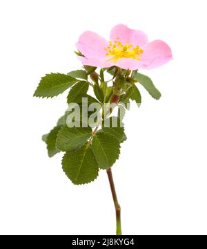 Flora von Gran Canaria - Rosa canina, Hunderose Stockfoto