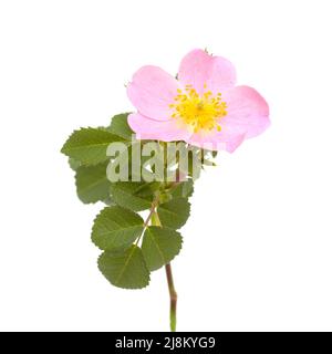 Flora von Gran Canaria - Rosa canina, Hunderose Stockfoto