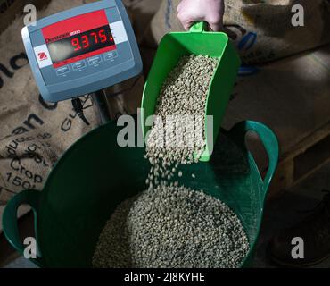 Elektronische Waage mit Zahlen auf dem Bildschirm mit männlichen Händen Hinzufügen einer Kugel von grünen ungegerösteten Kaffeebohnen . Stockfoto