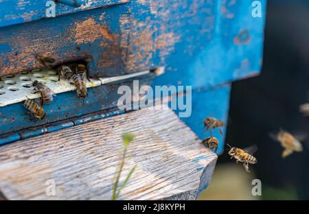 Selektiver Fokusschuss von Bienen, die in den blauen Bienenstock fliegen. Stockfoto