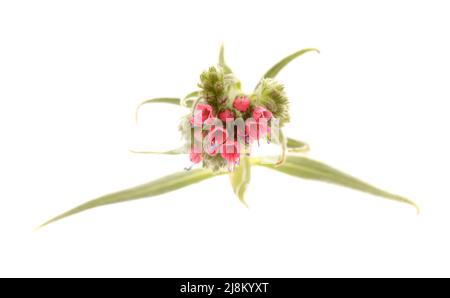 Flora von Teneriffa - Echium wildpretii, roter Glanz, isoliert auf Weiß Stockfoto