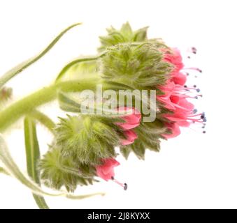 Flora von Teneriffa - Echium wildpretii, roter Glanz, isoliert auf Weiß Stockfoto