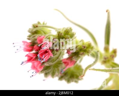 Flora von Teneriffa - Echium wildpretii, roter Glanz, isoliert auf Weiß Stockfoto