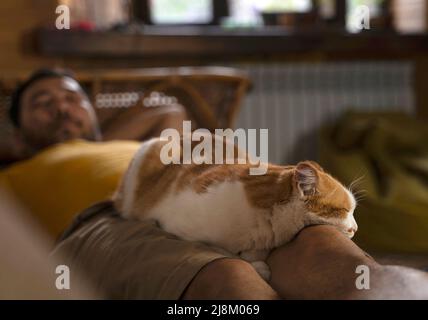 Niedliche Katze schläft auf den Beinen des Mannes Stockfoto