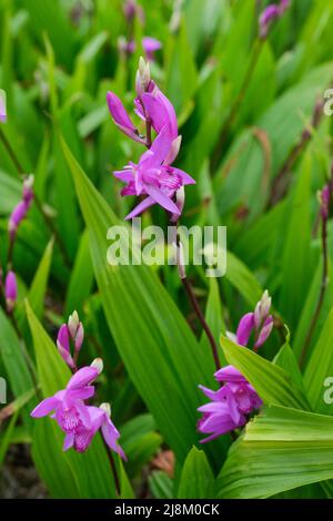 Bletilla striata, gewöhnliche Bletilla, Hyazinthe-Orchidee, Bletia hyazinthina, Chinesische Erdorchidee. Rosafarbene, orchideenförmige Blüten Stockfoto