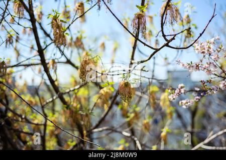 Verwelkte Boxelder Ahorn Blumen auf Zweig im Freien. Stockfoto