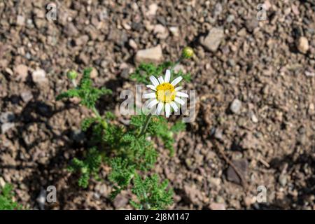 Draufsicht auf eine einzelne weiße Gänseblümchen im Sand mit selektivem Fokus. Stockfoto