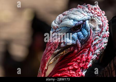 Nahaufnahme des Kopfes des männlichen putenkopfes mit selektivem Fokus aus dem entgegengesetzten Winkel. Stockfoto