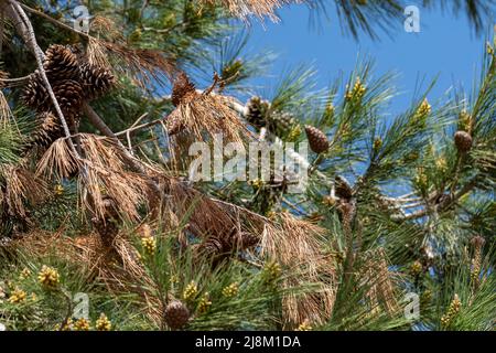 Ansicht von unten auf Pinienzapfen. Stockfoto