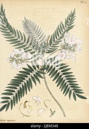 Kaplilac oder keurboom, Virgilia oroboides. vetschblättrige sophora, Sophora capensis. Vom Kap der Guten Hoffnung, Südafrika, eingeführt vom Pflanzenjäger Francis Masson. Kupferstich gezeichnet, gestochen und handkoloriert von Henry Andrews aus seinem Botanischen Register, Band 5, selbst veröffentlicht in Knightsbridge, London, 1804. Stockfoto