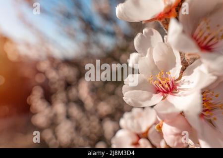 Blumen des Mandelbaums gegen den Sonnenuntergang. Wunderschöne Naturszene mit blühendem Baum und Sonnenstrahlen. Frühlingsblumen. Wunderschönes Orchard. Frühling Stockfoto