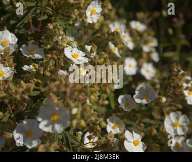 Flora von Gran Canaria - blühende Cistus monspeliensis ssp. Canariensis, Montpellier-Steinrose, Kanarische Unterarten, pyrophile Pflanze, natürliche Blütenbak Stockfoto