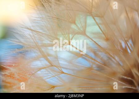 Dandelion mit Wassertropfen gefiltert.. Stockfoto