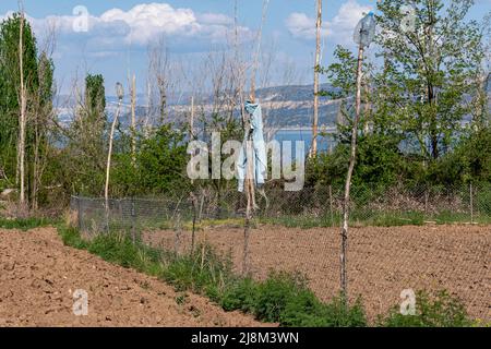 Selektive Fokusaufnahme der Vogelscheuche im Feld. Stockfoto