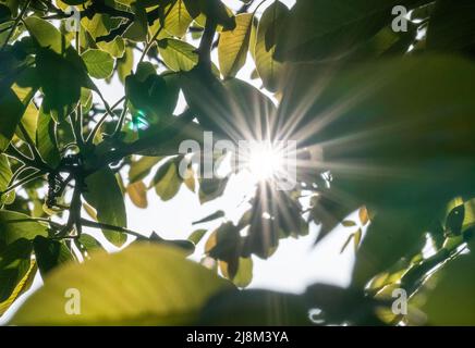 Das Bild von Ästen und der Sonne. Stockfoto